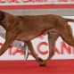 http://listadoderazasdeperrosygatos.blogspot.com/2015/02/raza-rhodesian-ridgeback.html